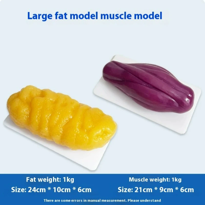 Replica's van menselijke spier - Fitness With Nutrition recensie en prijs